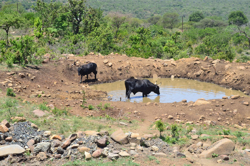 Losing cattle or livestock due to lack of water entails the loss of an 